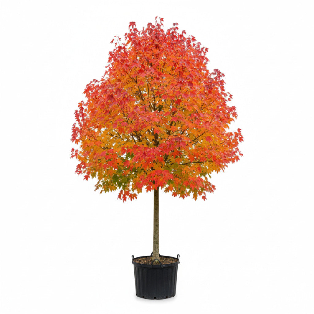 Rödlönn – Acer rubrum &