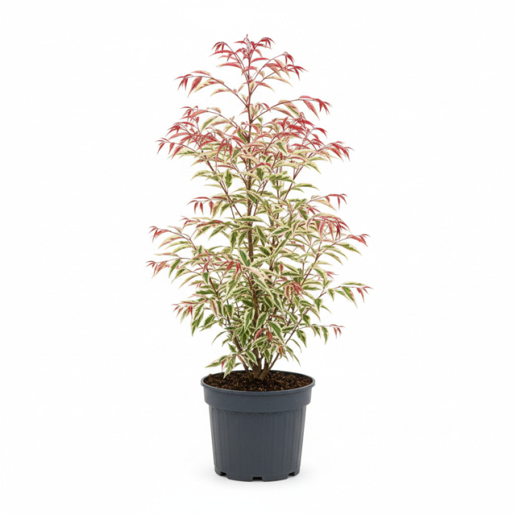 Ormlönn – Acer conspicuum &