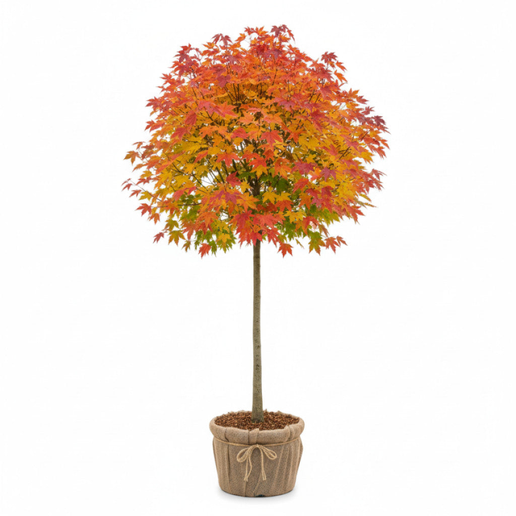 Rödlönn – Acer rubrum Red Sunset - 10/12 in Cont HO/ST