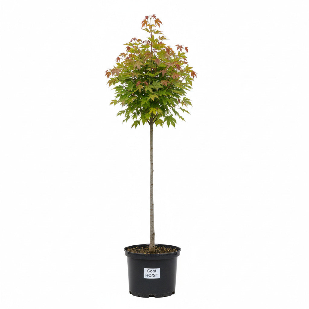 Rödlönn – Acer rubrum &