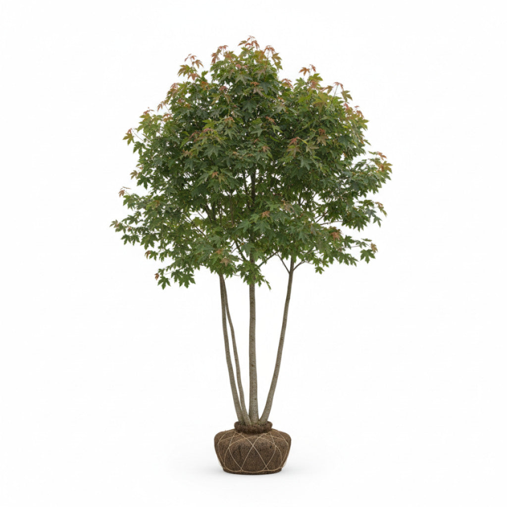 Rödlönn – Acer rubrum &