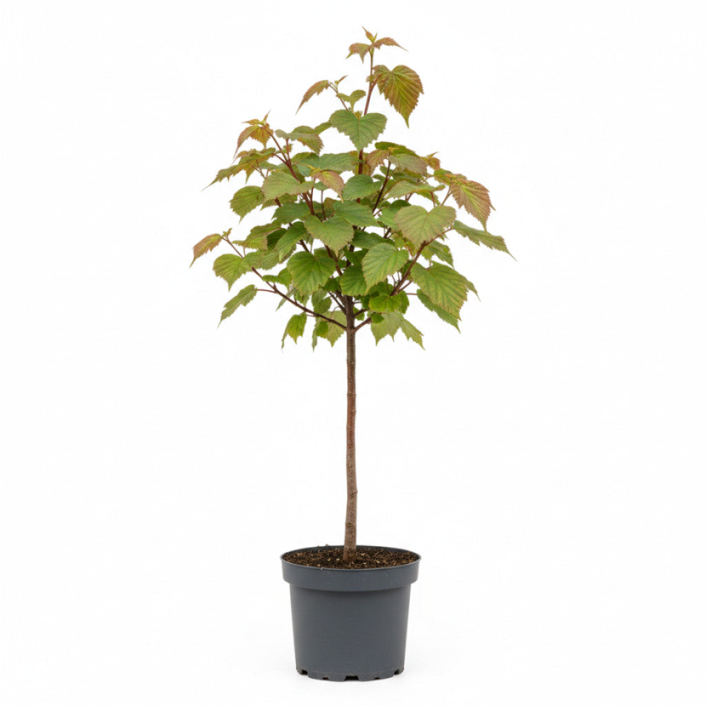 Rödgrenad lönn – Acer rufinerve - C2 100-125 CM