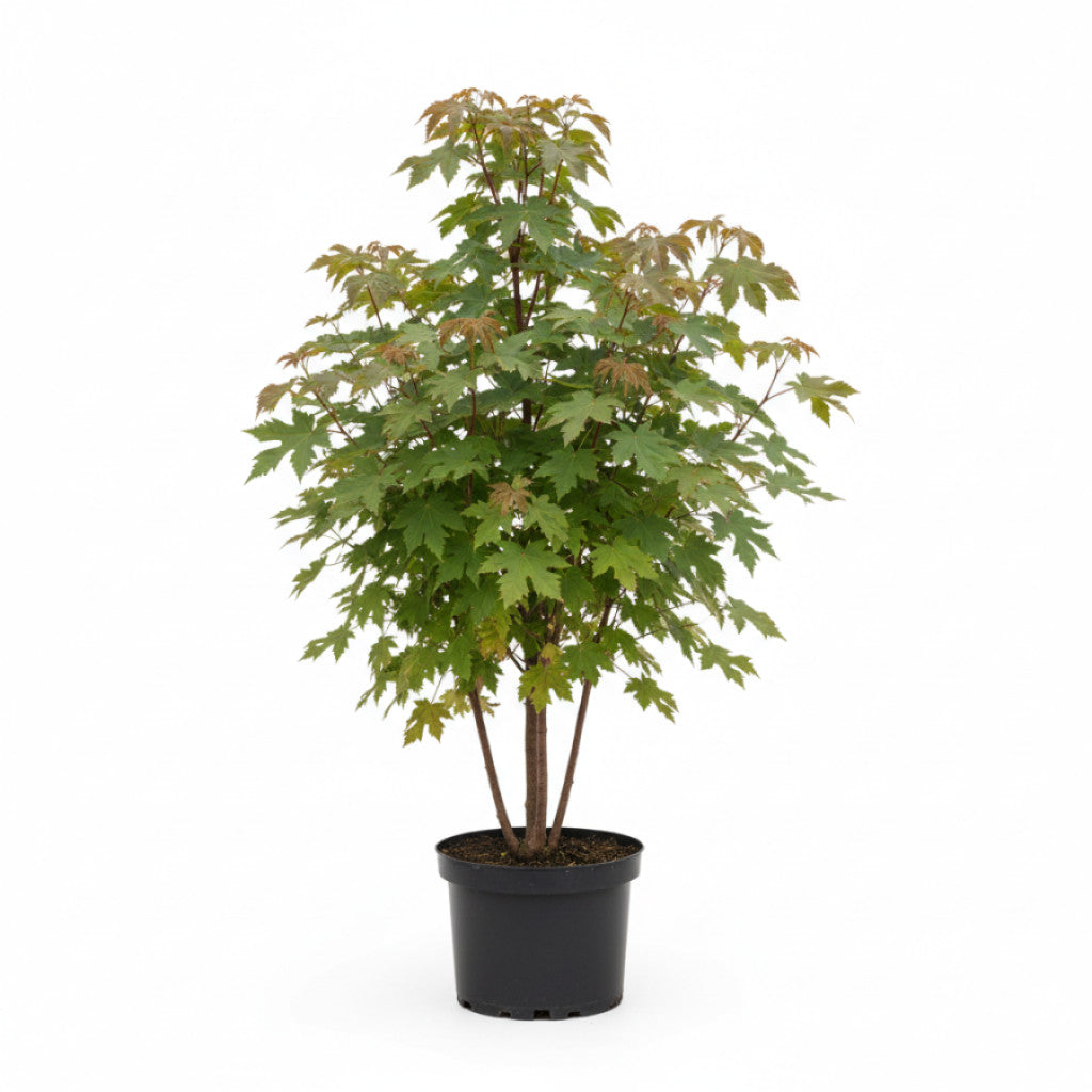 Rödgrenad lönn – Acer rufinerve - C12 125-150 CM
