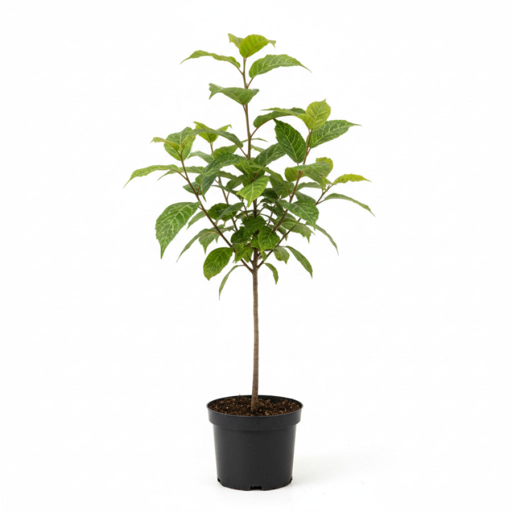 Davidlönn – Acer davidii - C5 60-80 CM
