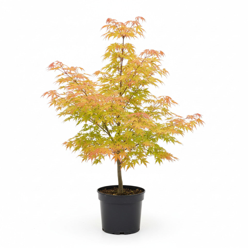 Japansk lönn – Acer shirasawanum - C10 50-60 CM