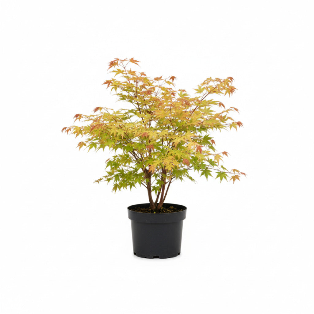 Japansk lönn – Acer shirasawanum - C10 60-80 CM
