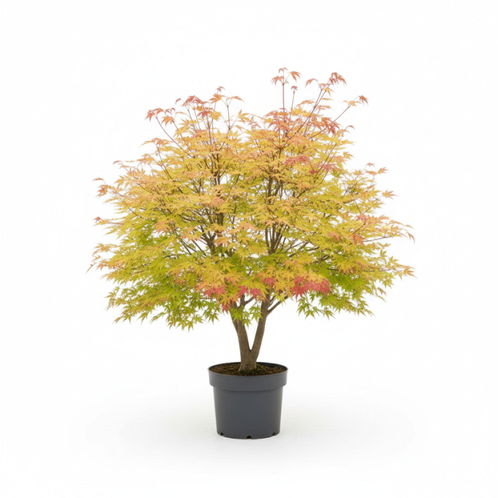 Japansk lönn – Acer shirasawanum - C35 80-100 CM
