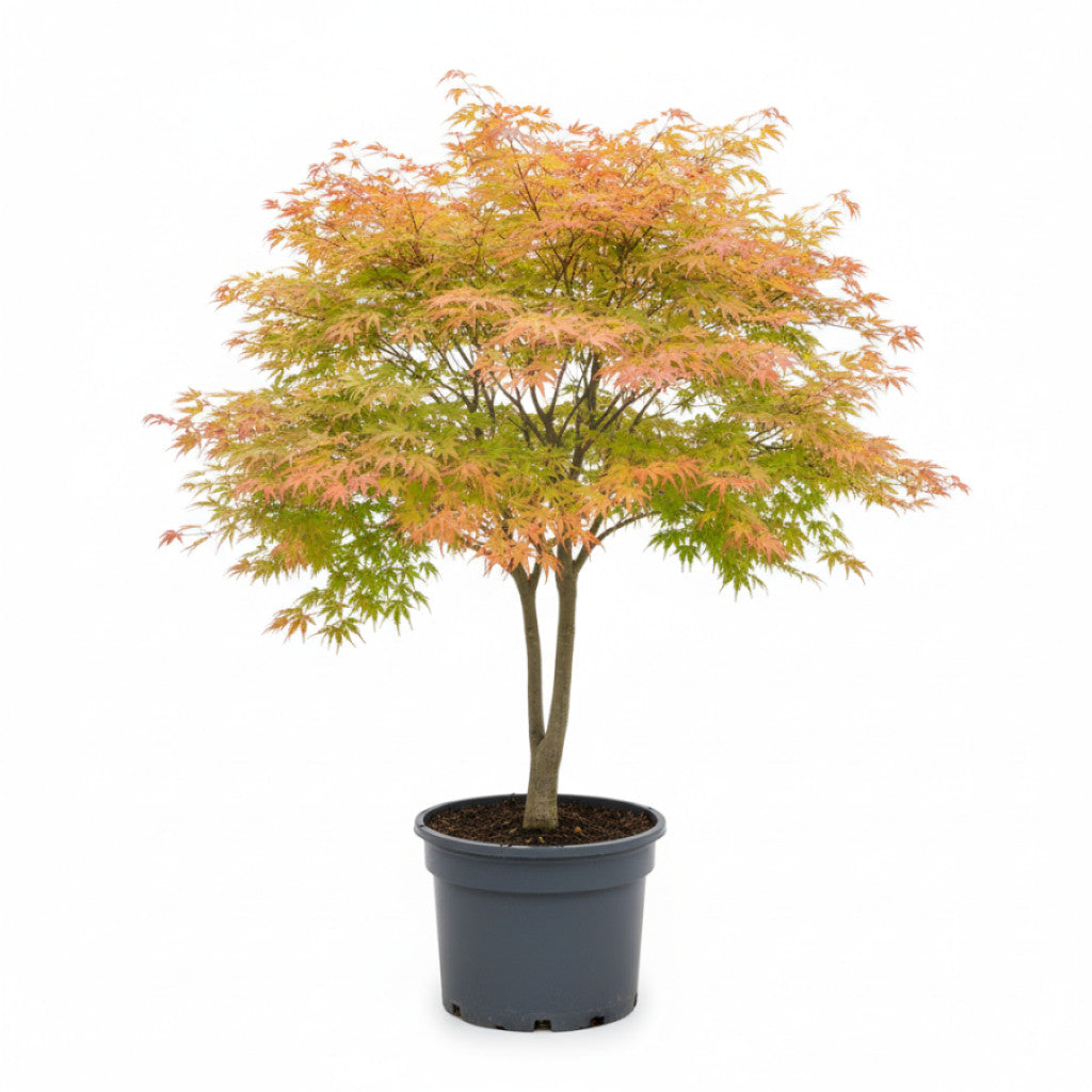 Japansk lönn – Acer shirasawanum - C35 150-175 CM