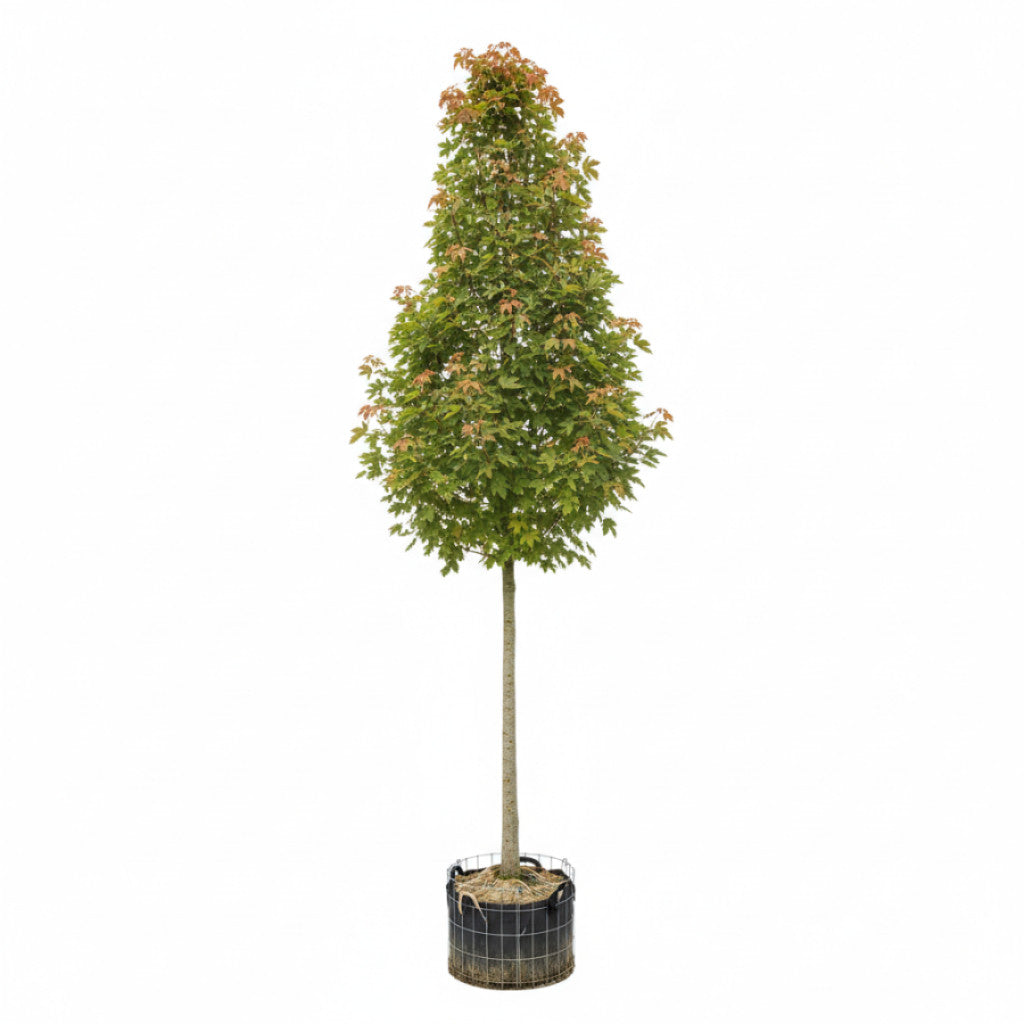 Freemanlönn – Acer freemanii &