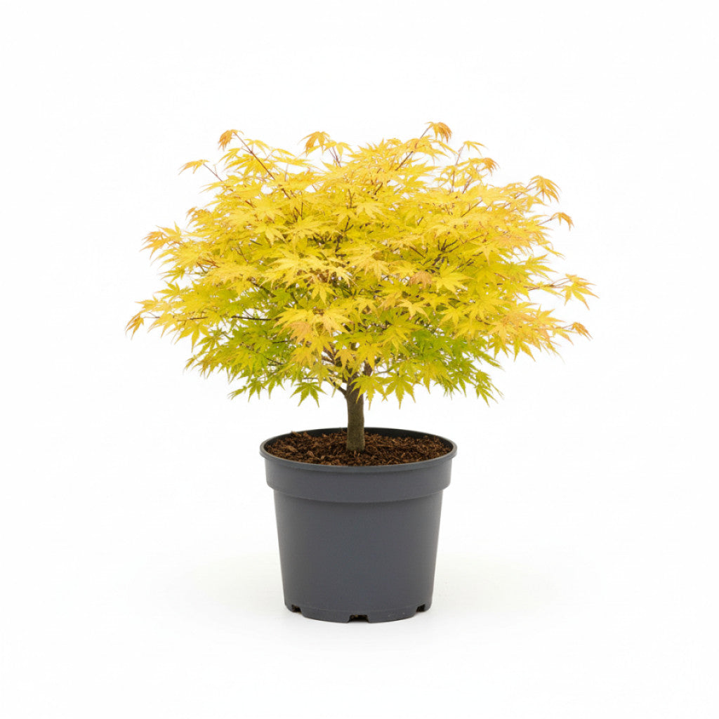 Japansk lönn – Acer shirasawanum &