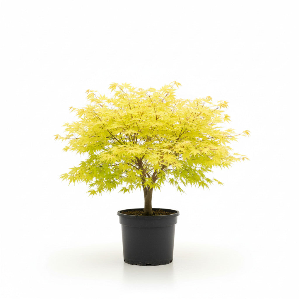 Japansk lönn – Acer shirasawanum &