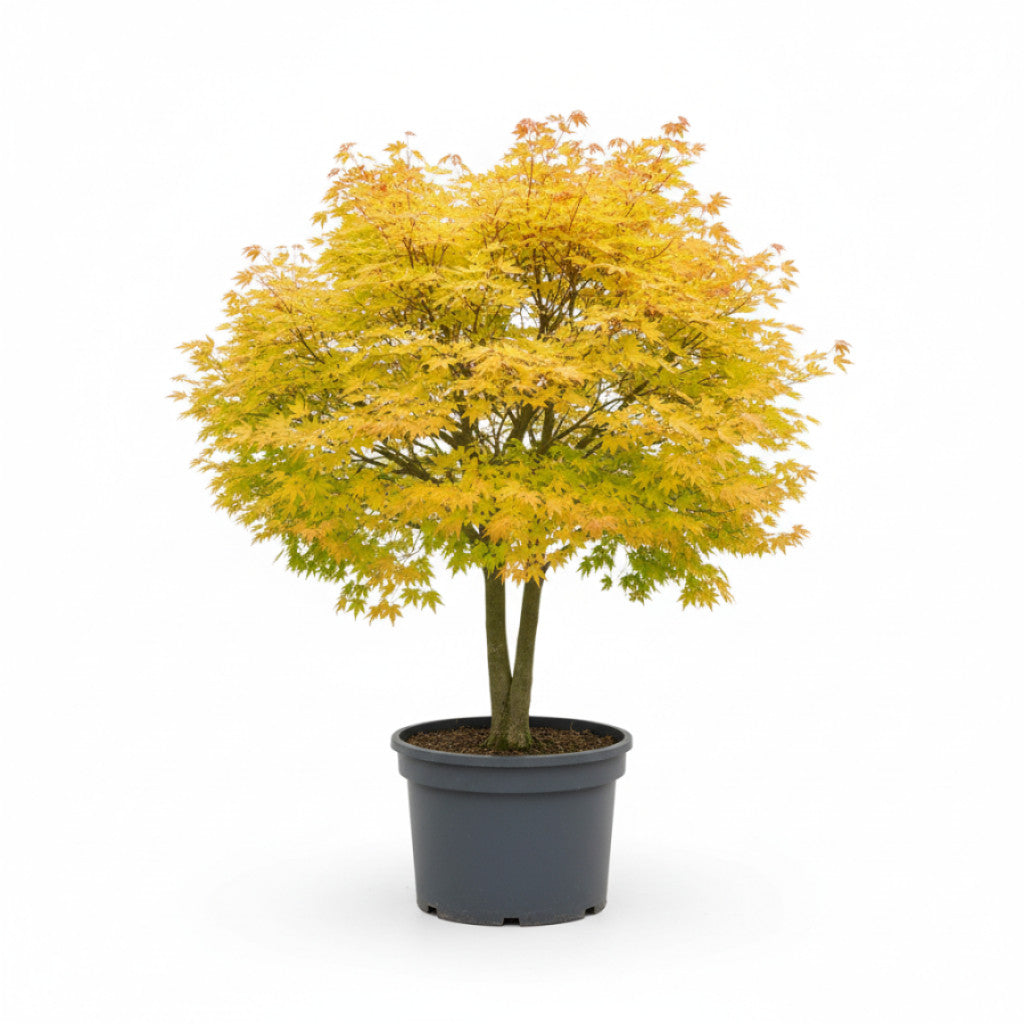 Japansk lönn – Acer shirasawanum &