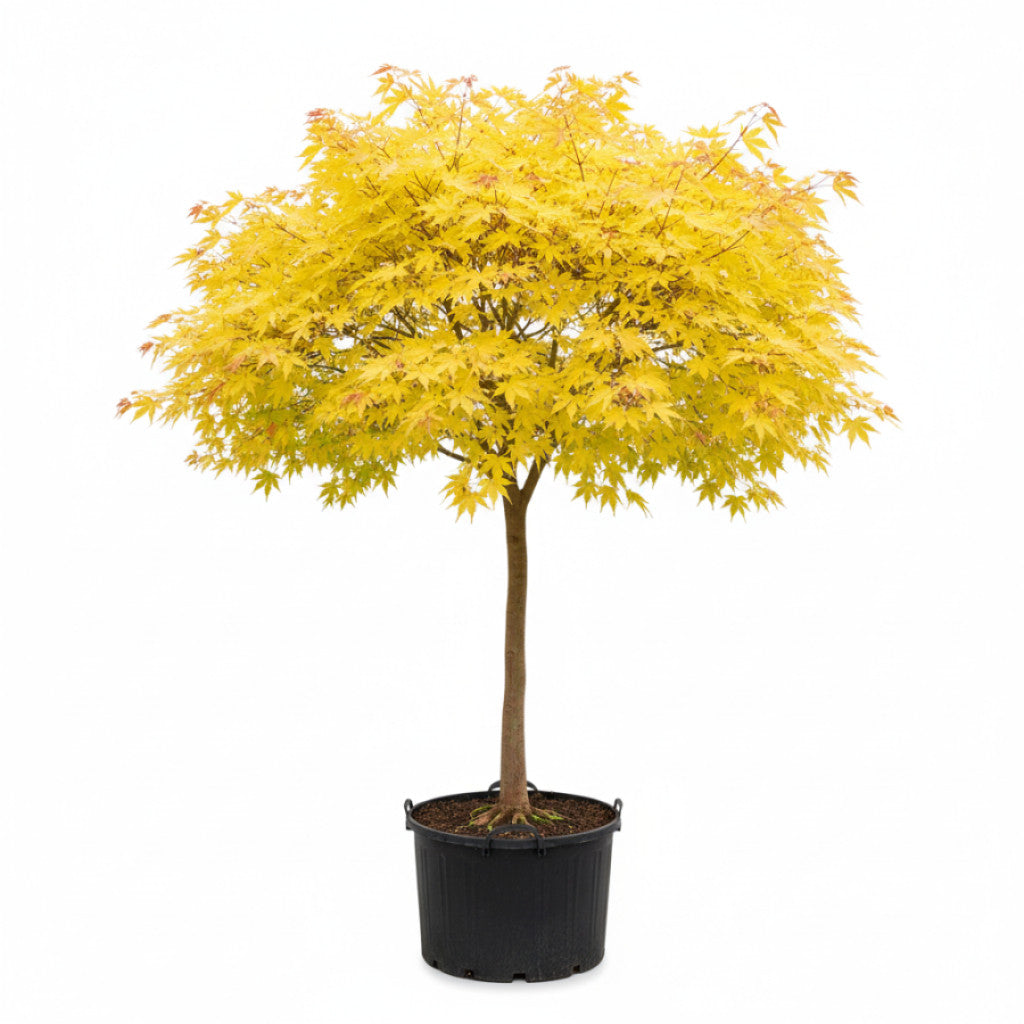 Japansk lönn – Acer shirasawanum &