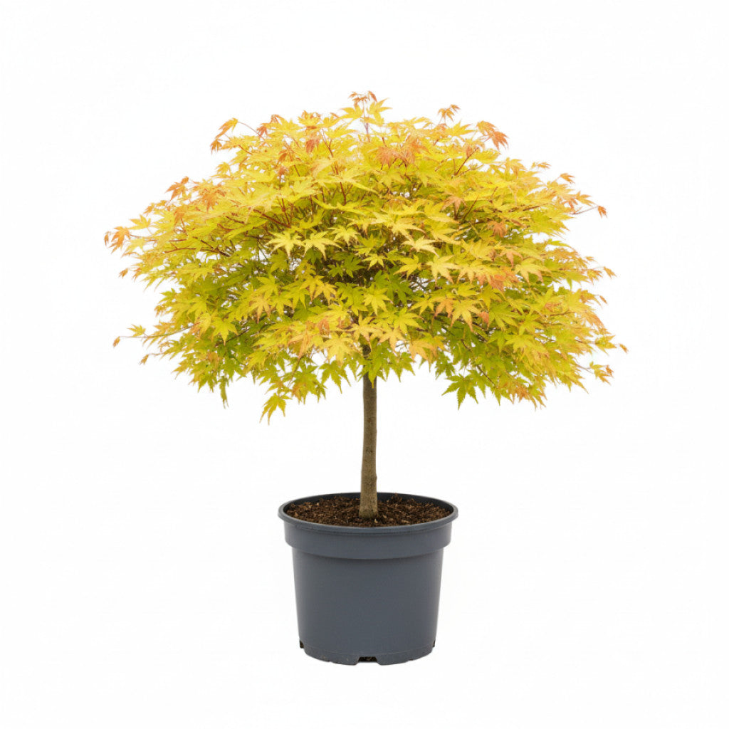 Japansk lönn – Acer shirawasanum &