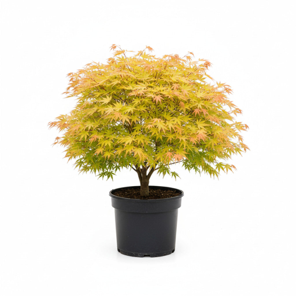 Japansk lönn – Acer shirawasanum &