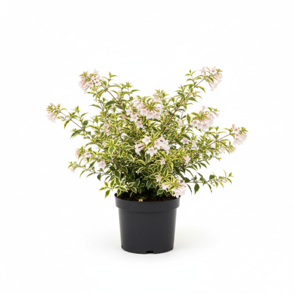 Storablia – Abelia grandifl. &