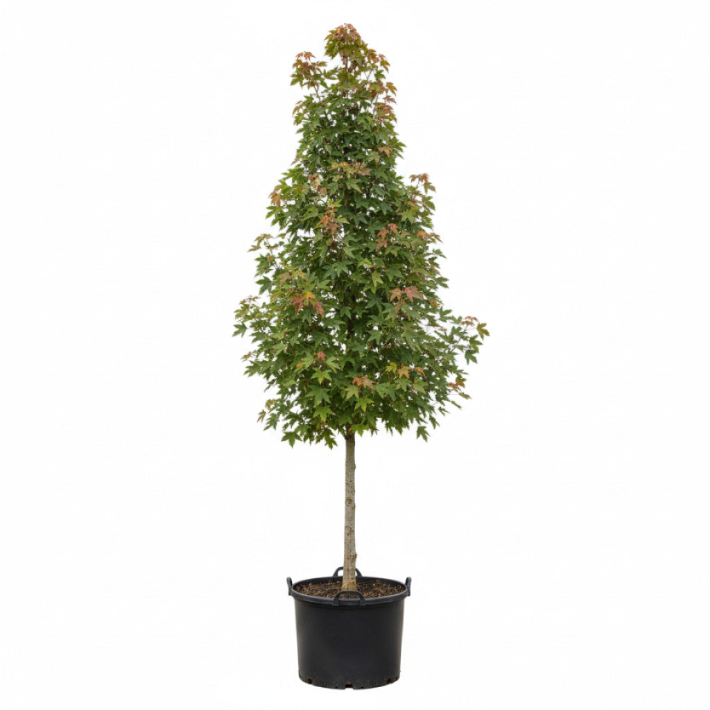 Freemanlönn – Acer freemanii &