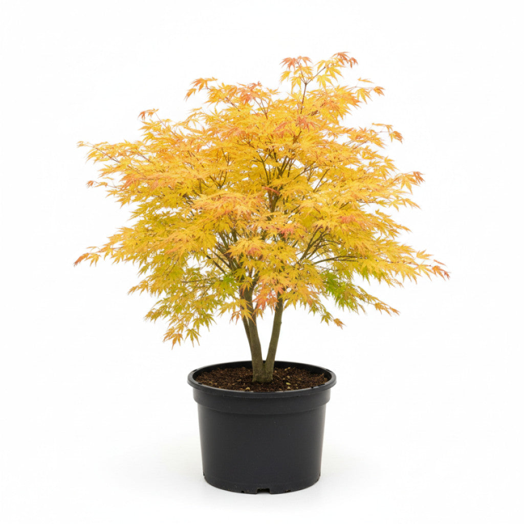 Japansk lönn – Acer shirawasanum &