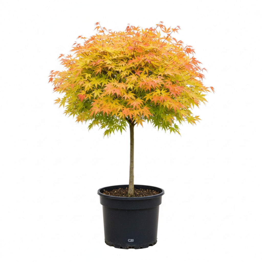 Japansk lönn – Acer shirawasanum &