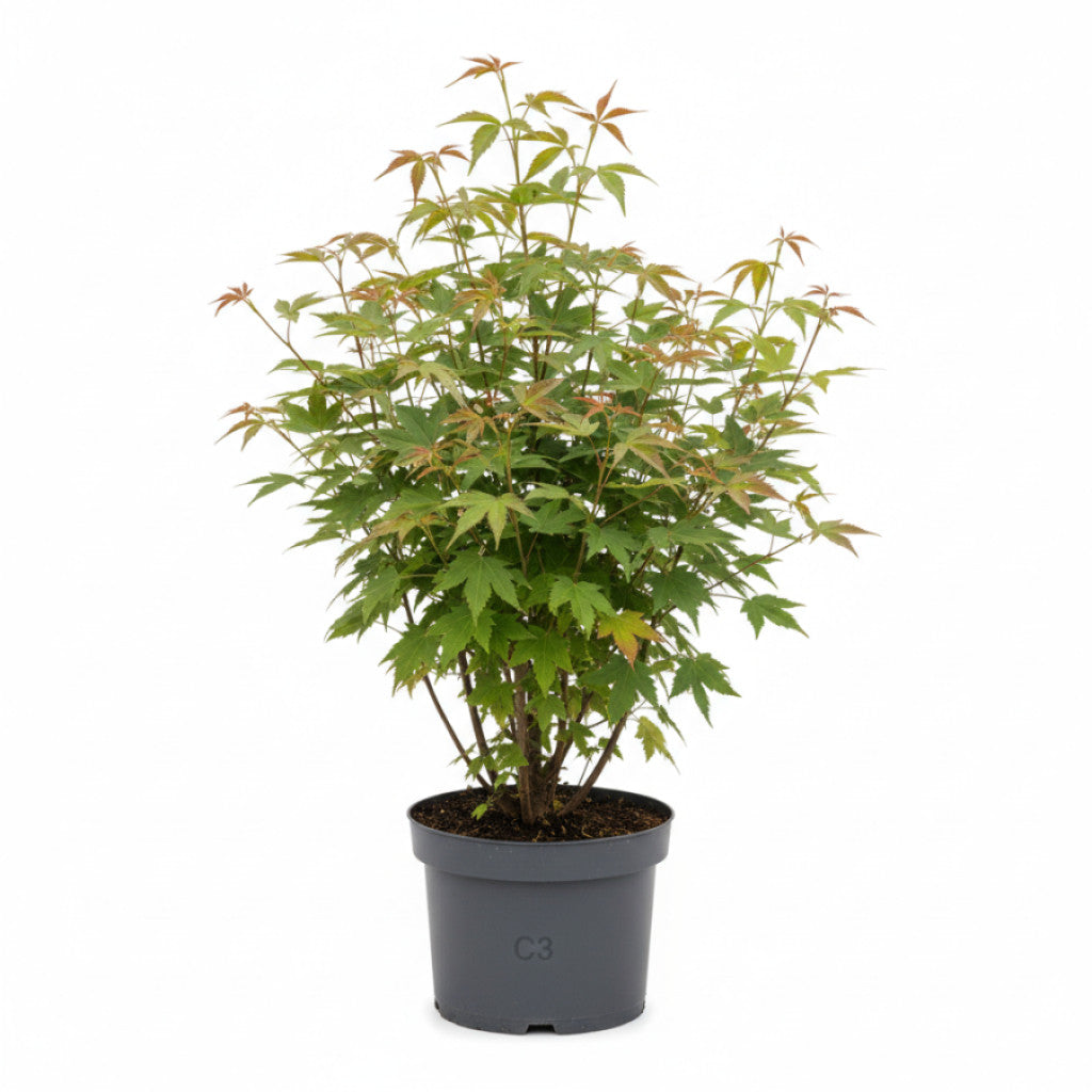 Tartarlönn – Acer tataricum ginnala - C3 40-60 CM