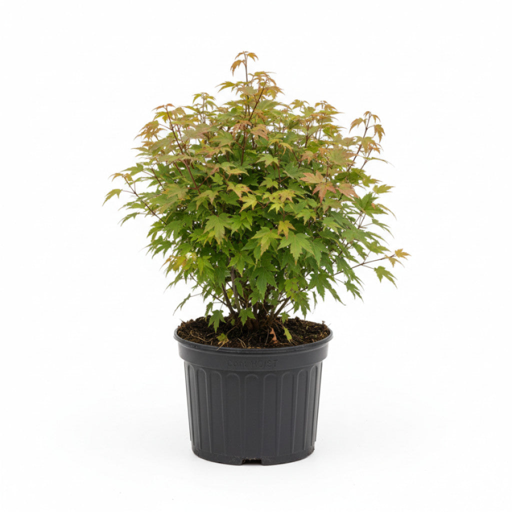 Tartarlönn – Acer tataricum ginnala - 8/10 in Cont HO/ST
