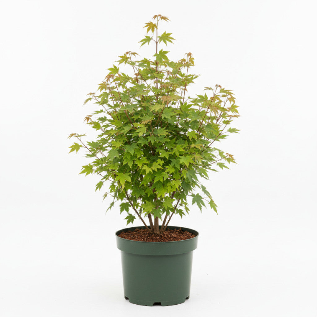 Tartarlönn – Acer tataricum ginnala - 14/16 in Cont HO/ST