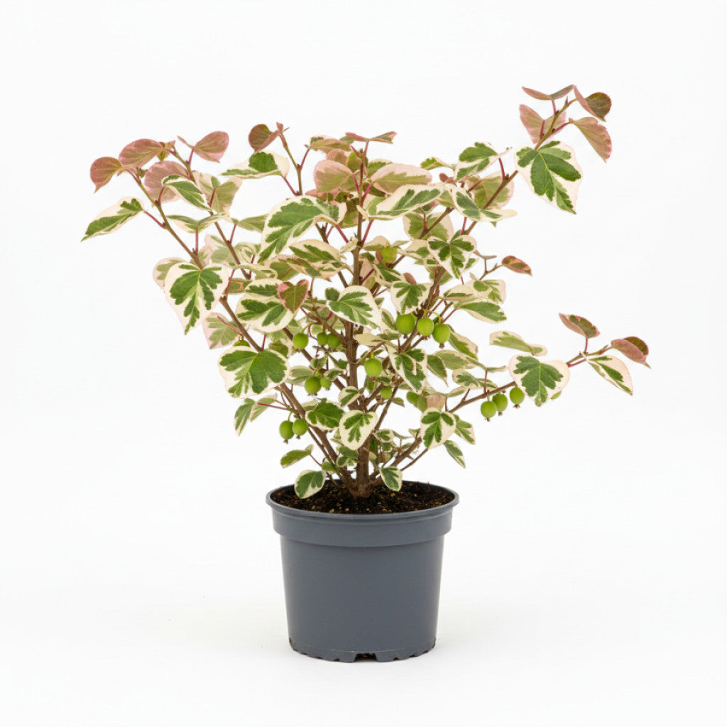 Minikiwi – Actinidia kolomikta - C2 70/+ CM