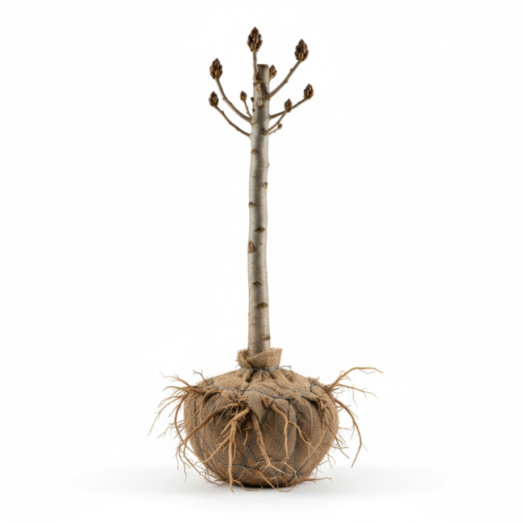 Hästkastanj – Aesculus hippocastanum - 18/20 RB
