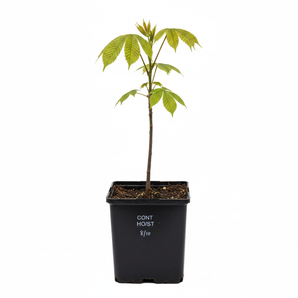 Hästkastanj – Aesculus hippocastanum - 8/10 in Cont HO/ST