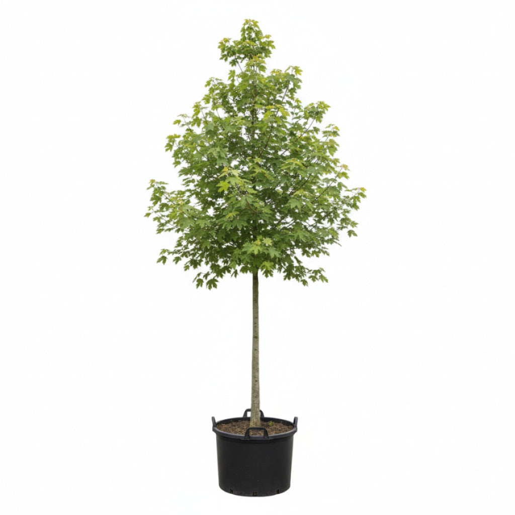 Freemanlönn – Acer freemanii &