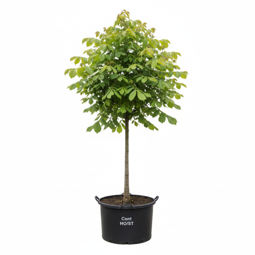 Hästkastanj – Aesculus hippocastanum - 10/12 in Cont HO/ST