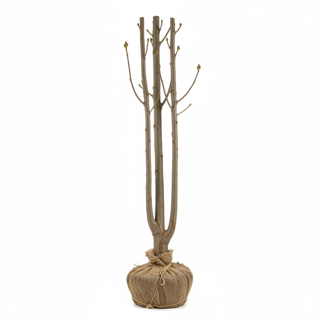 Hästkastanj – Aesculus hip. &