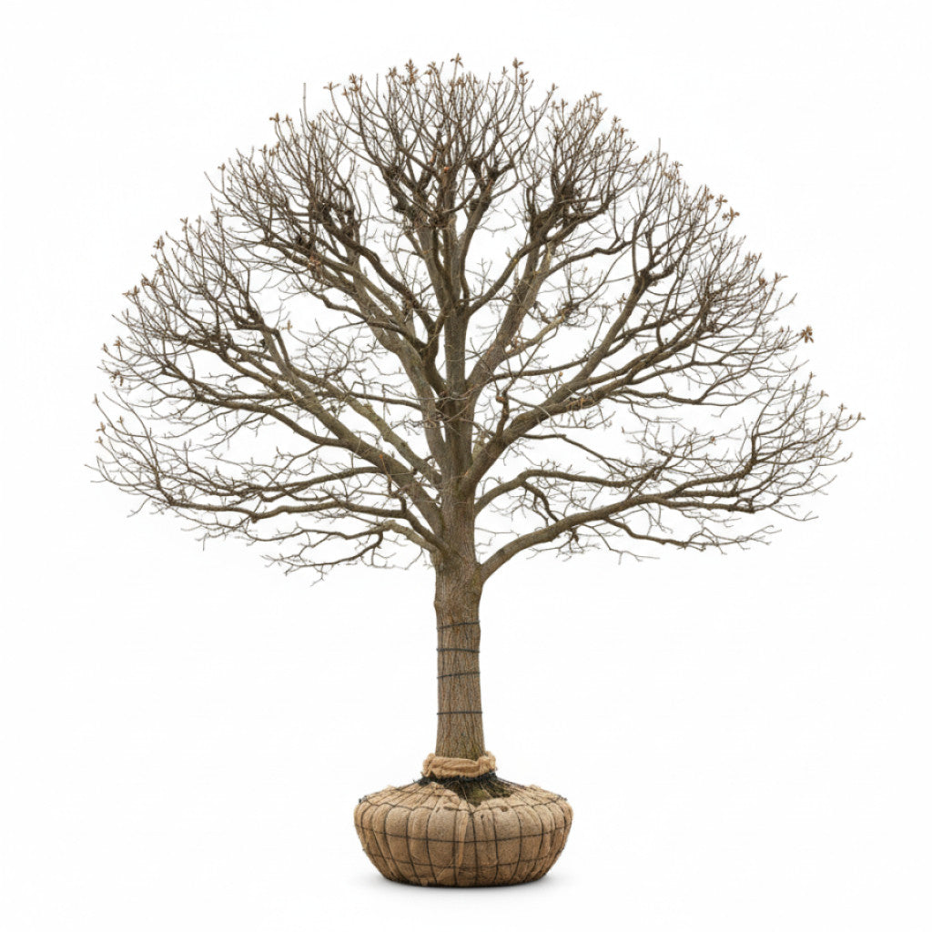 Hästkastanj – Aesculus hip. &