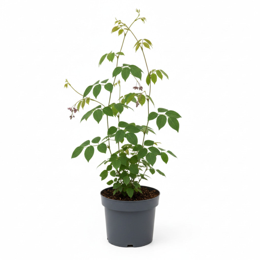 Fembladig akebia – Akebia quinata - C2 70/+ CM
