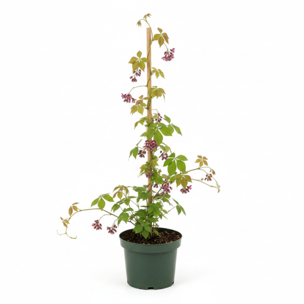 Fembladig akebia – Akebia quinata - C2 60-80 CM Stick