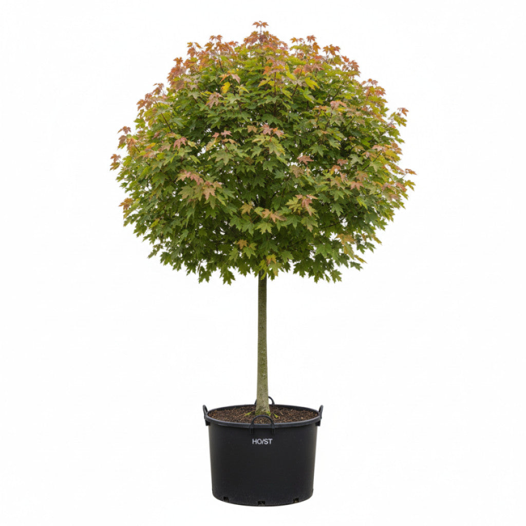 Freemanlönn – Acer freemanii &