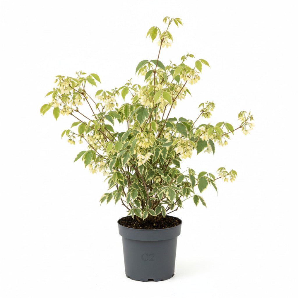 Fembladig akebia – Akebia quinata &