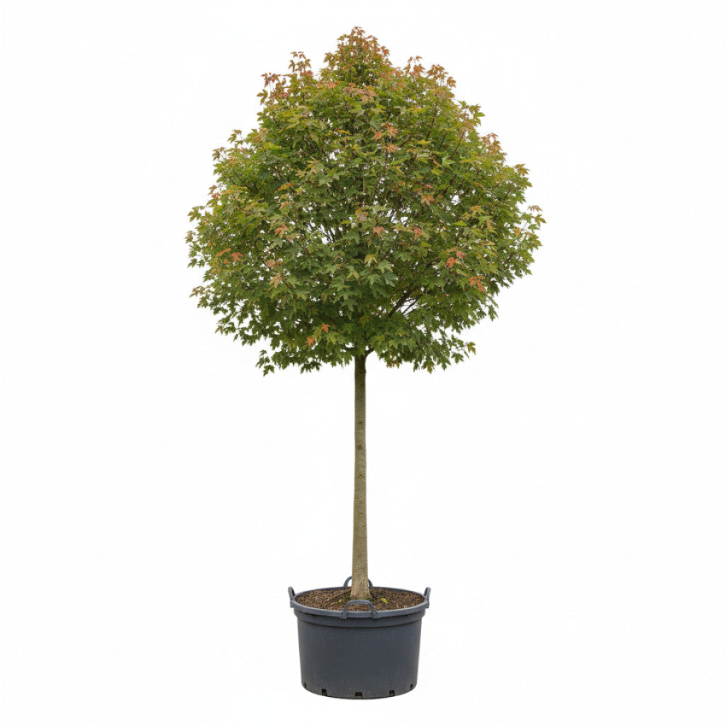 Freemanlönn – Acer freemanii &