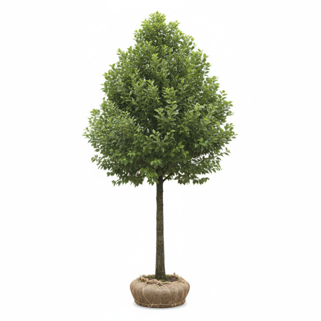 Italiensk al – Alnus cordata - 14/16 RB