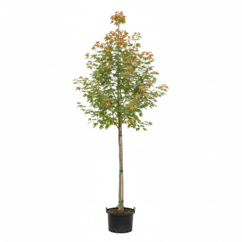 Freemanlönn – Acer freemanii &