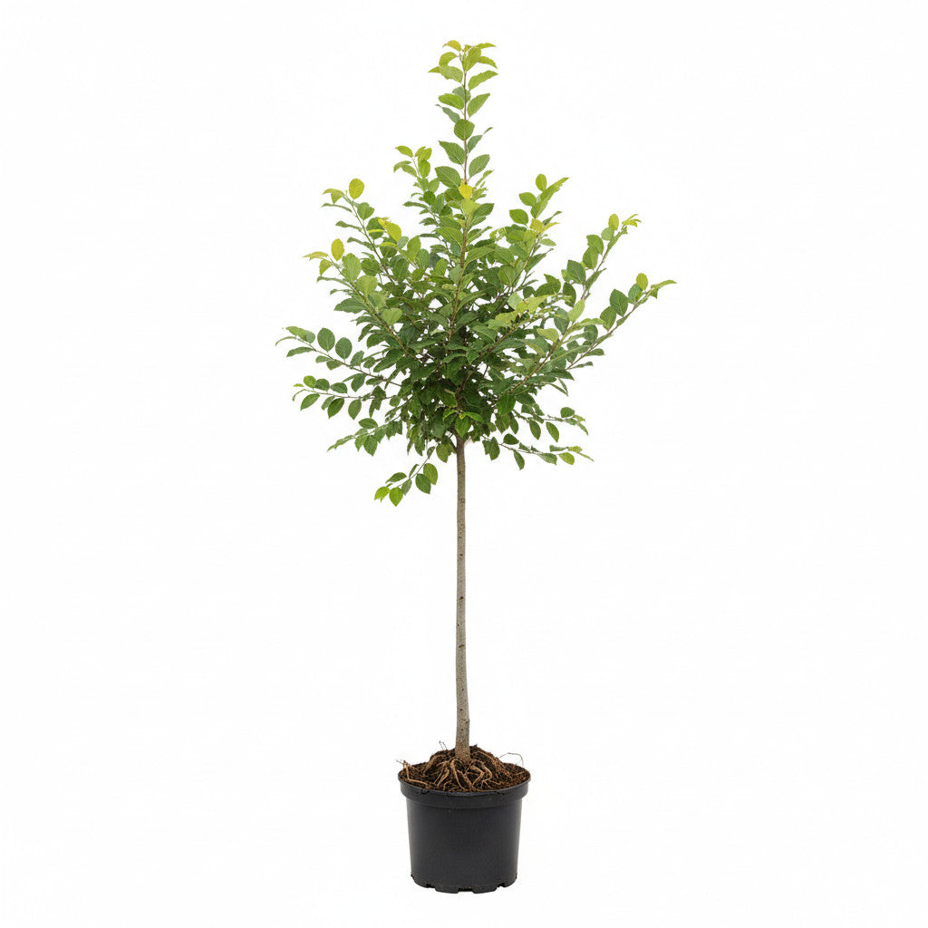 Italiensk al – Alnus cordata - 16/18 RB