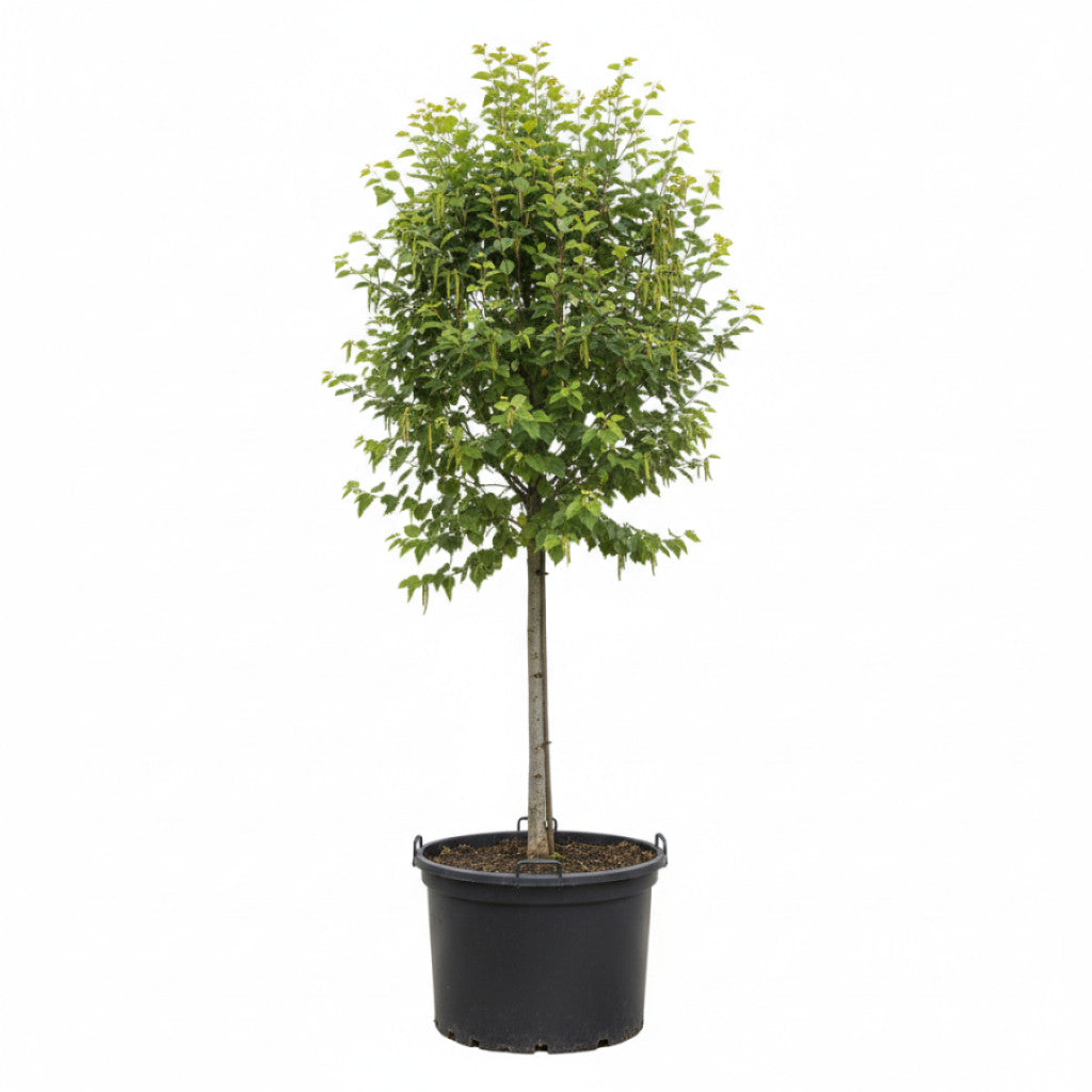 Italiensk al – Alnus cordata - 12/14 in Cont HO/ST
