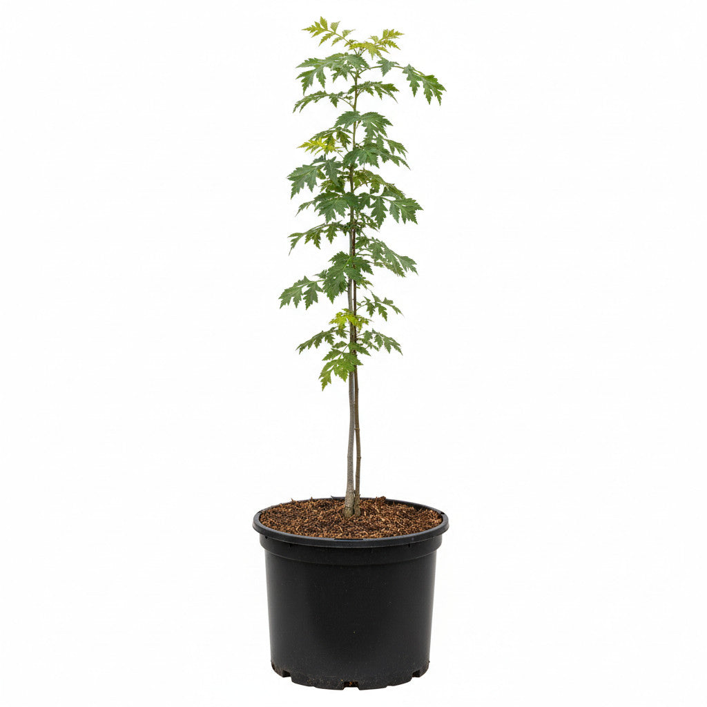 Klibb-al – Alnus glutinosa &