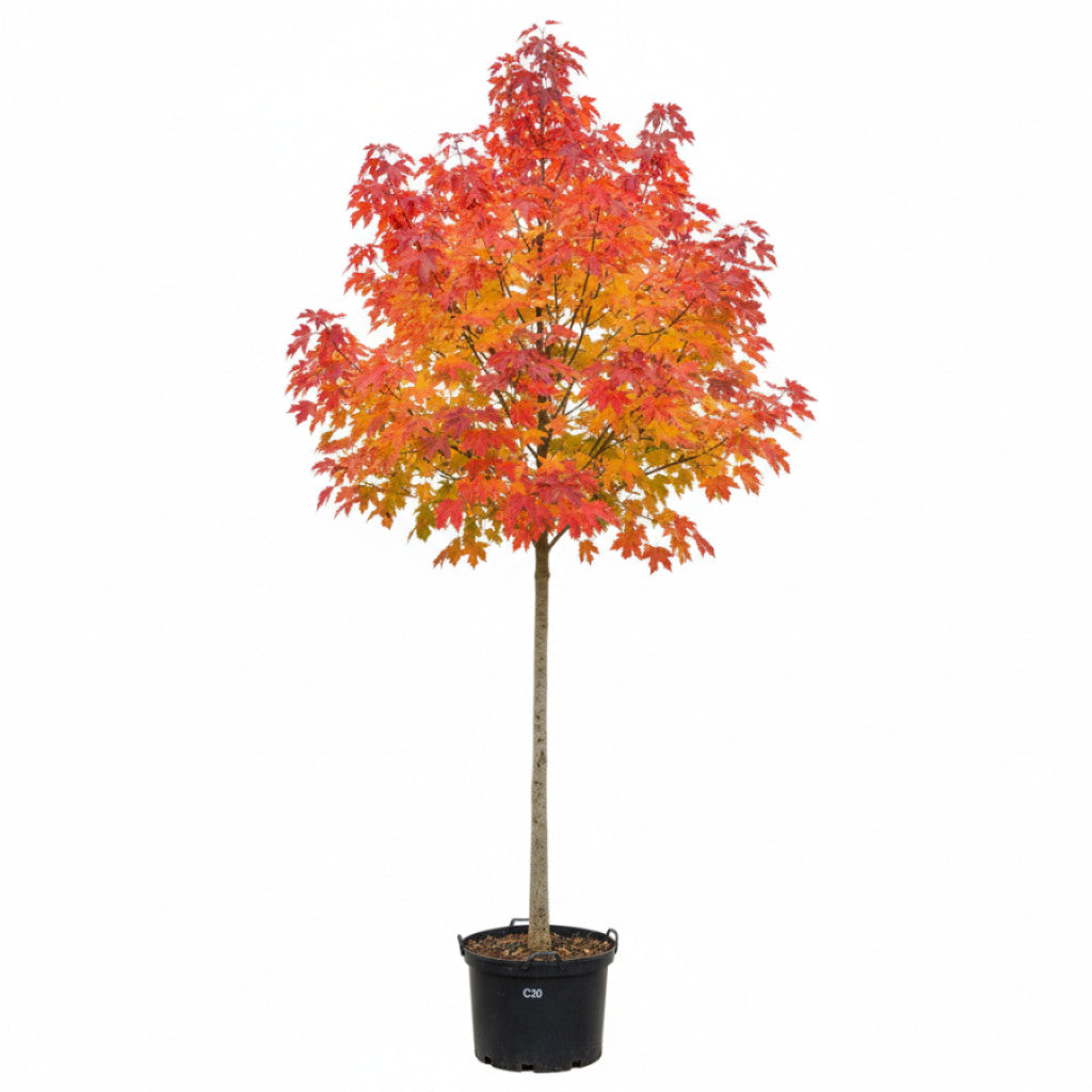 Freemanlönn – Acer freemanii &