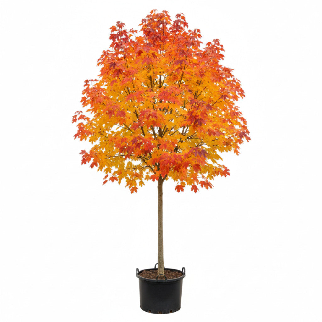 Freemanlönn – Acer freemanii &