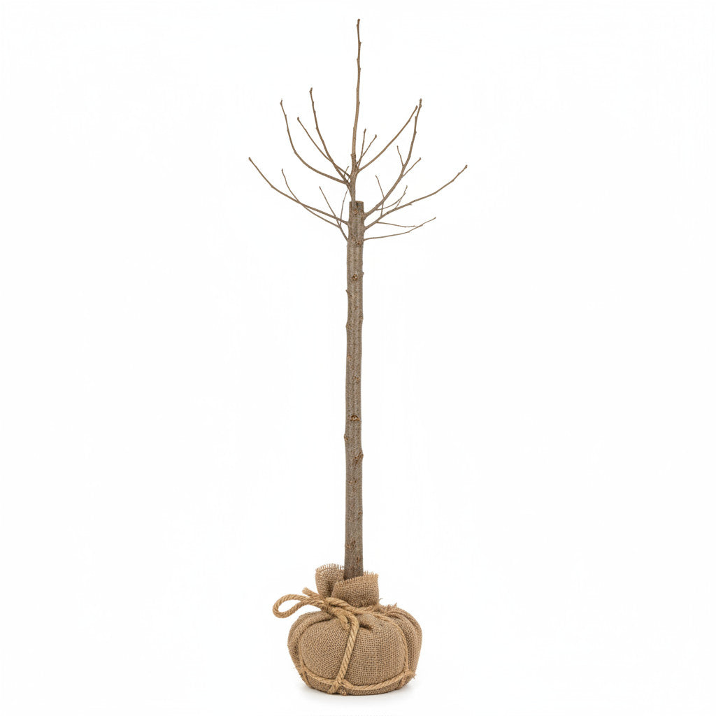 Gråal – Alnus incana - 12/14 RB