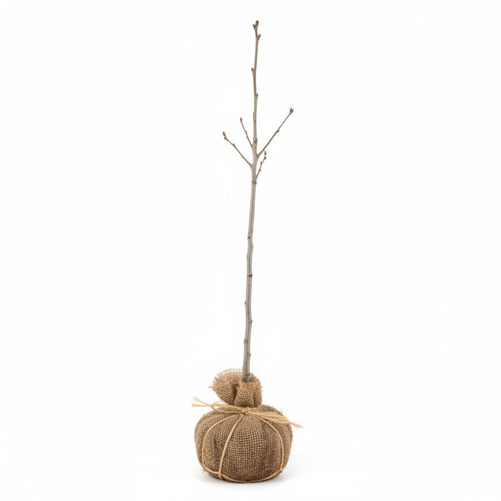 Gråal – Alnus incana - 25/30 WRB