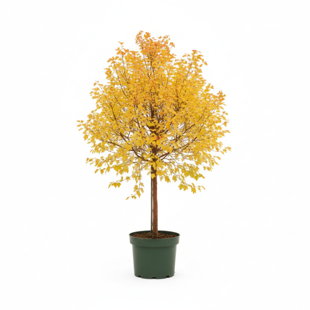 Gråal – Alnus inc. &