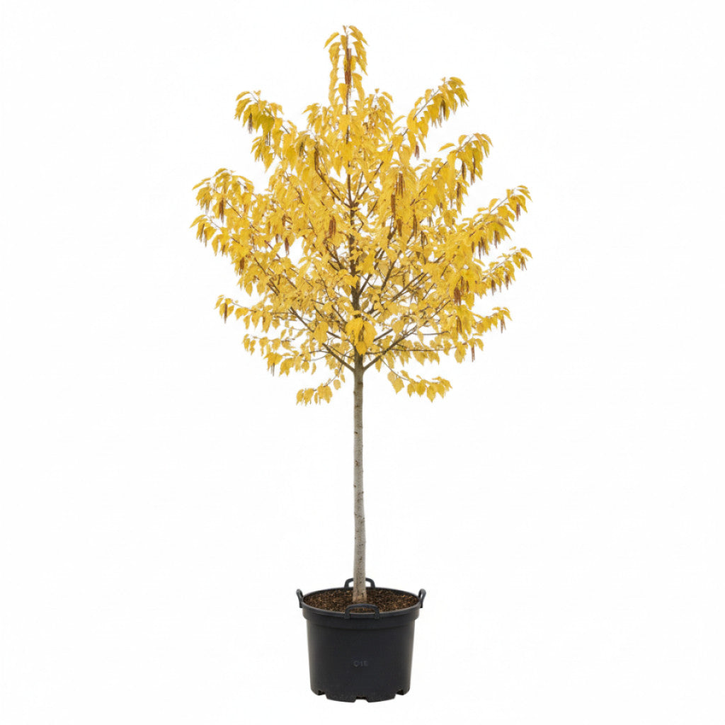 Gråal – Alnus inc. &