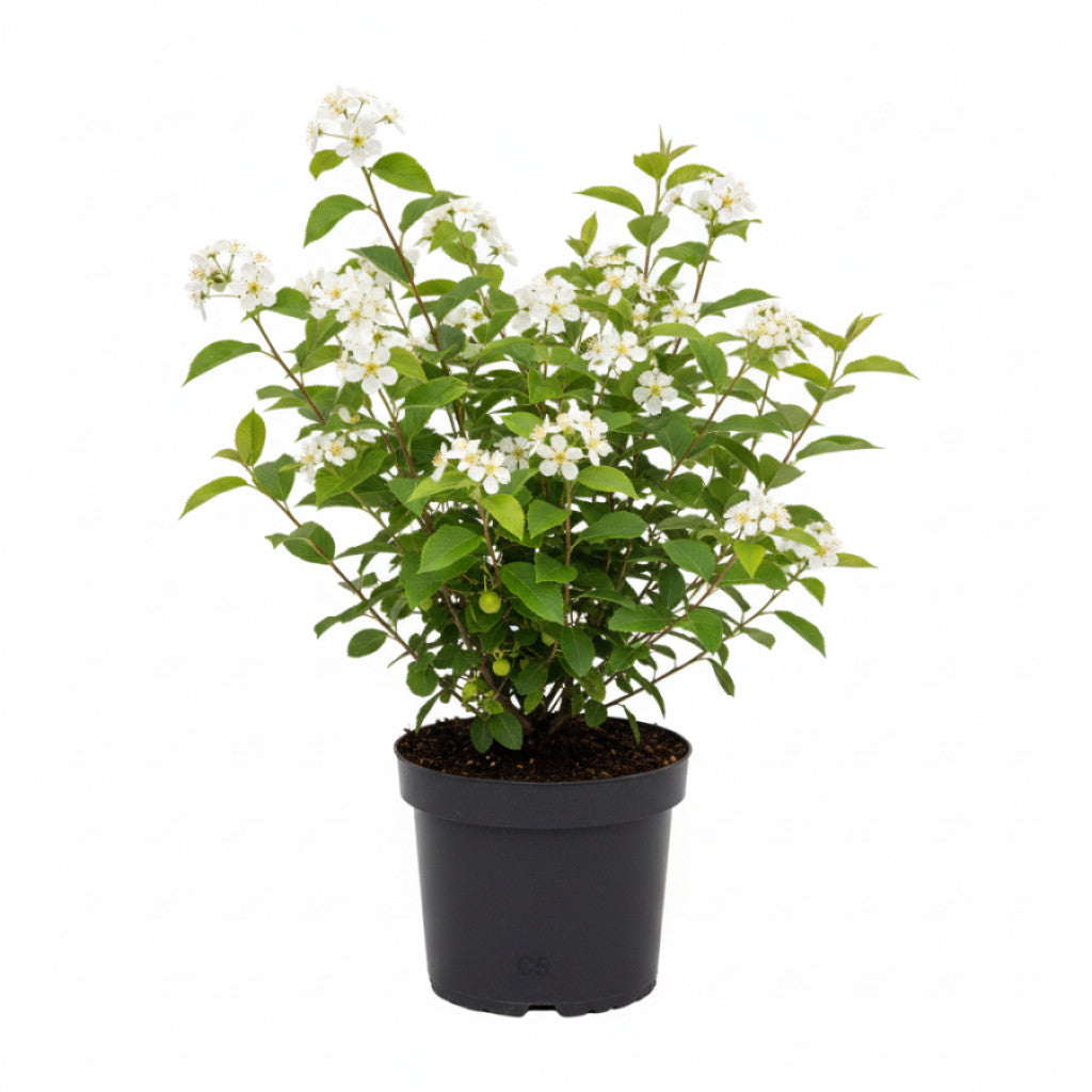 Häggmispel – Amelanchier aln. &